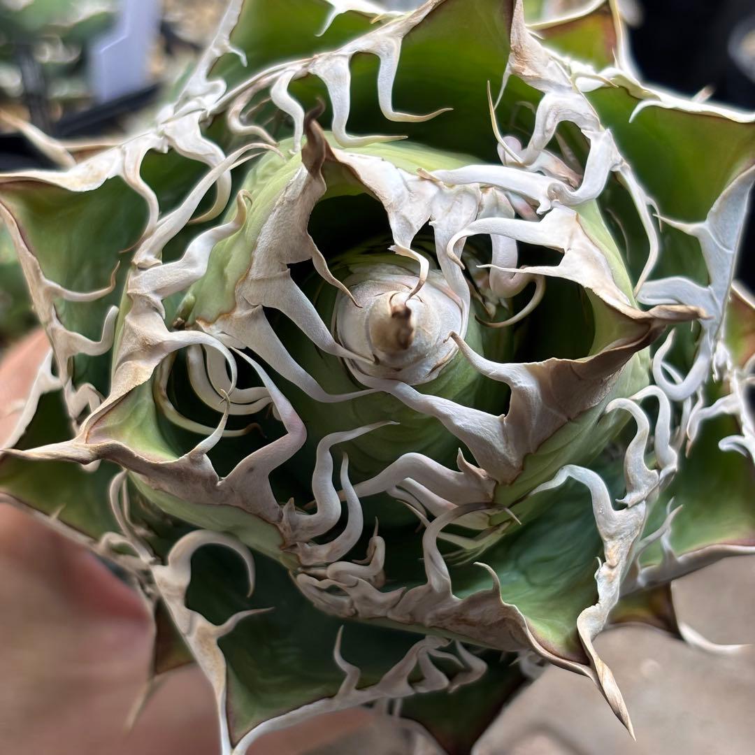 【雛のの】アガベ　悪魔的オアハカ　親株