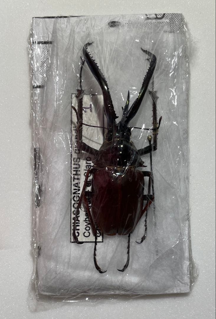 チリクワガタ　ホロメタリクス　標本
