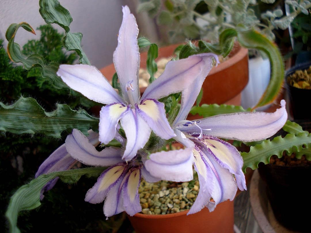 【お問合せ・確認用】植物全般（多肉、球根、水草、熱帯植物等）