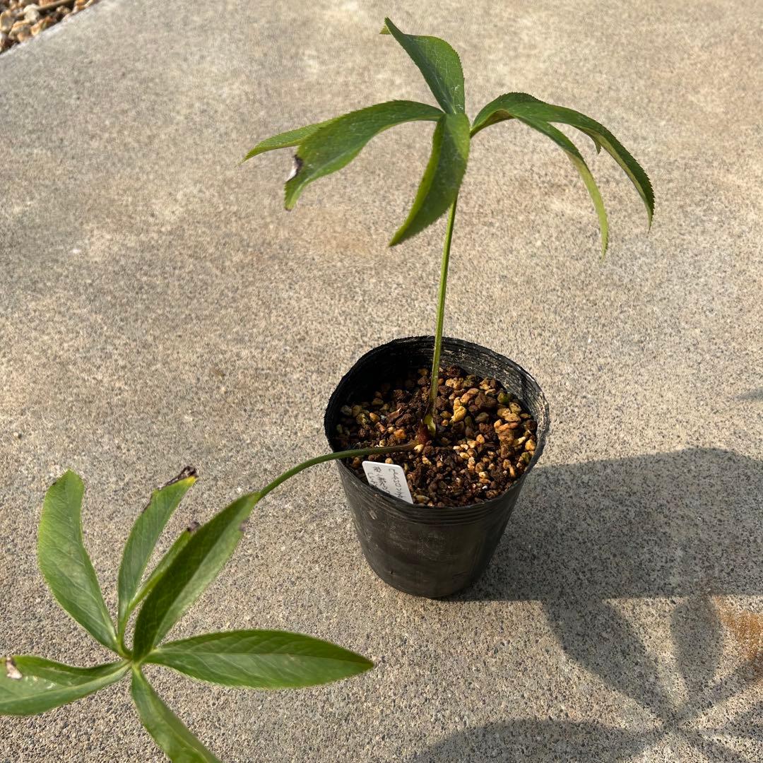 クリスマスローズ 開花実績株 DD小輪ディープピンク