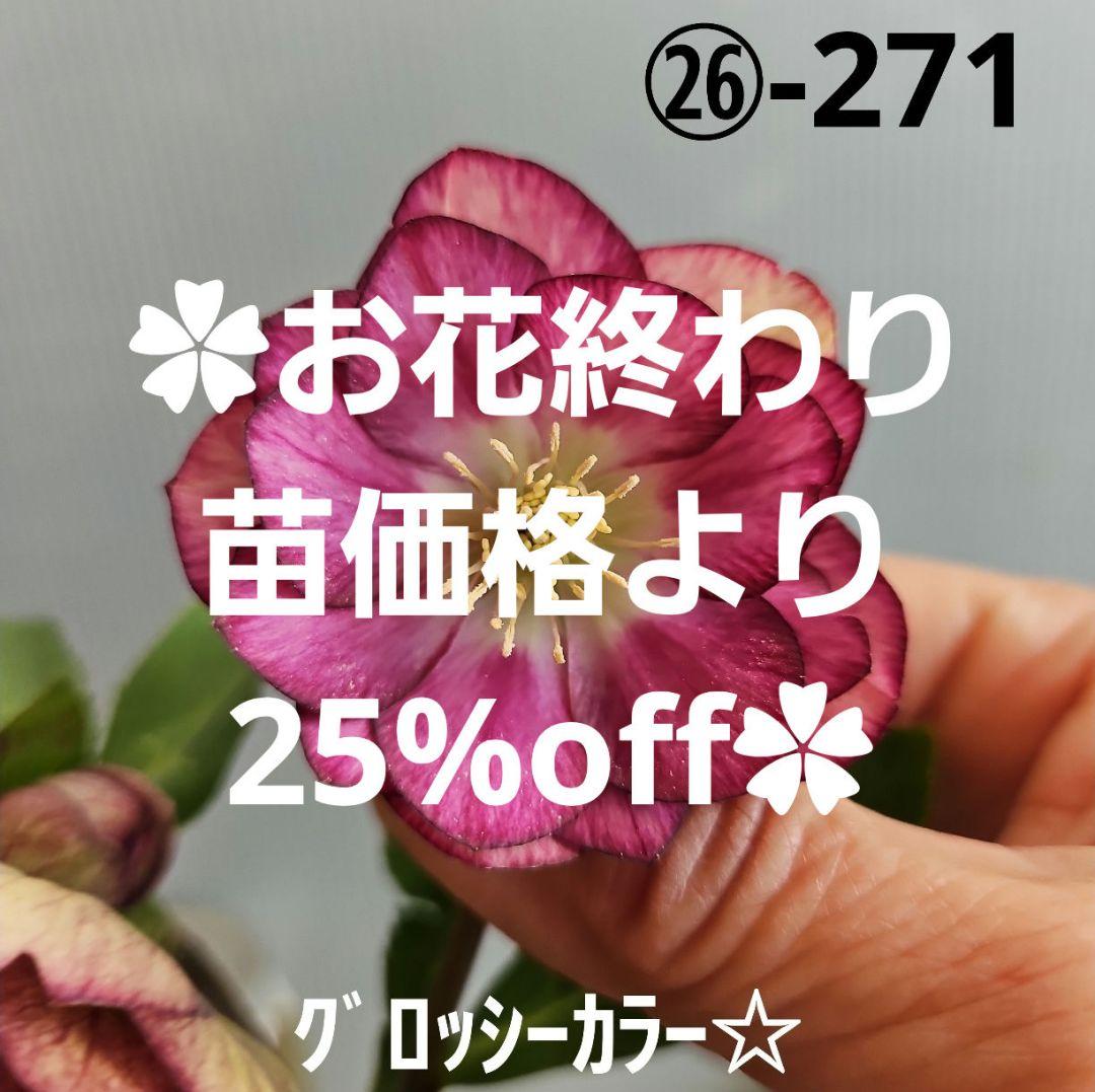 ✿㉖-271クリスマスローズ