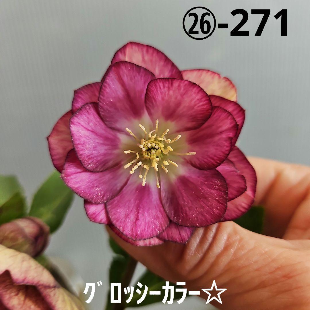 ✿㉖-271クリスマスローズ