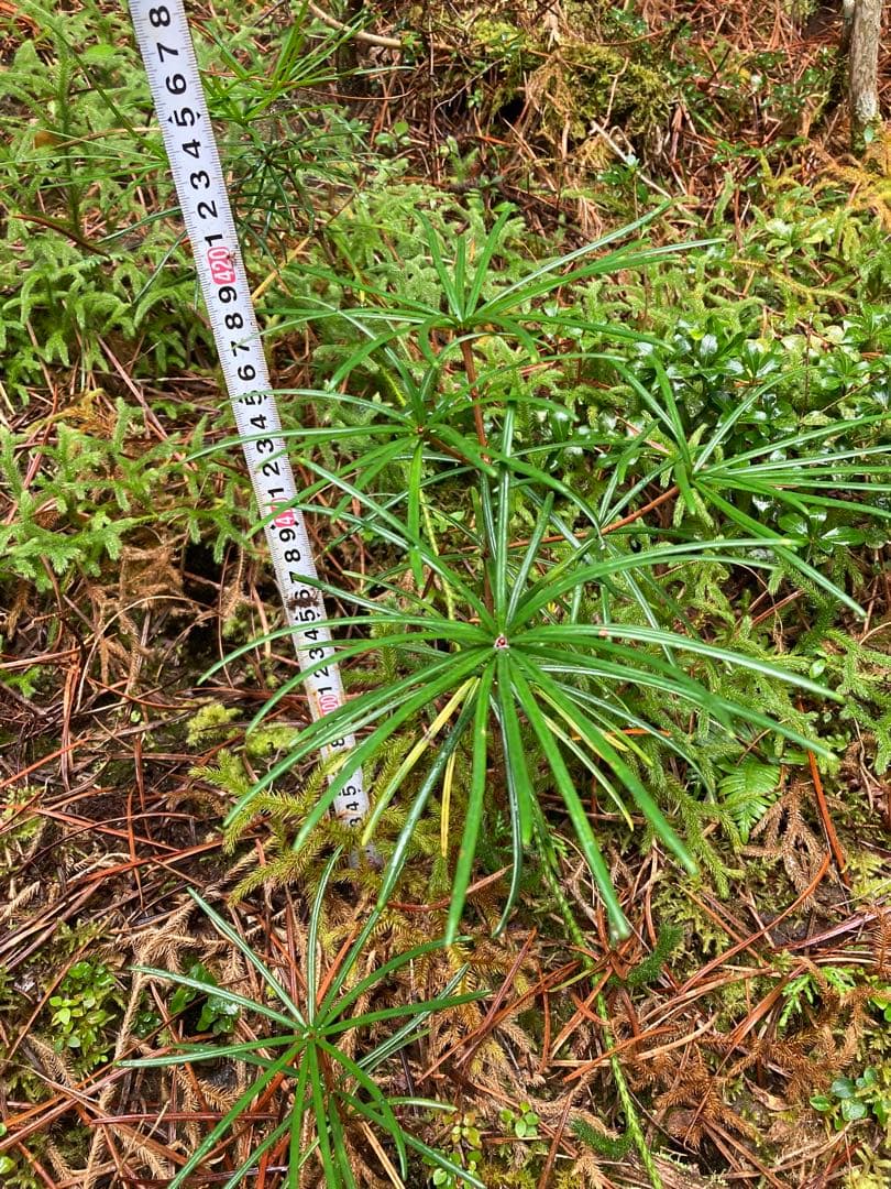 parade『必ずプロフをお読み下さい』