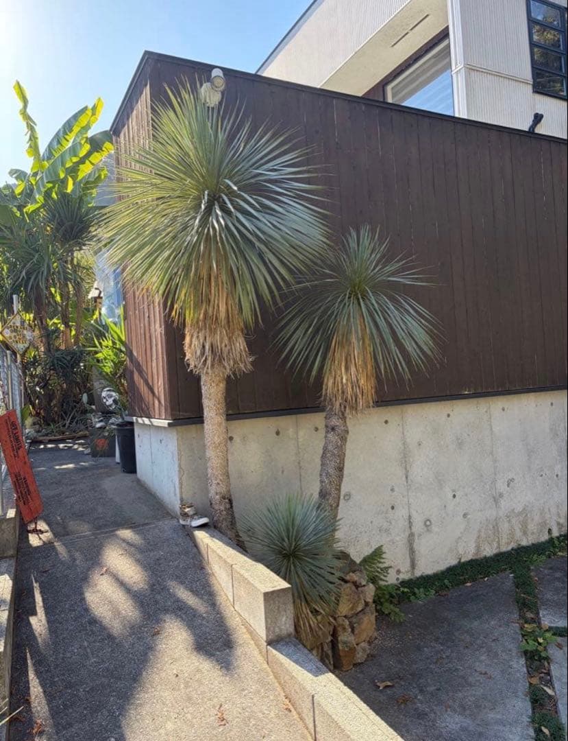 耐寒性ユッカロストラータ超特大セット◇ドライガーデン多肉アガベ ヤシ　ソテツ南国