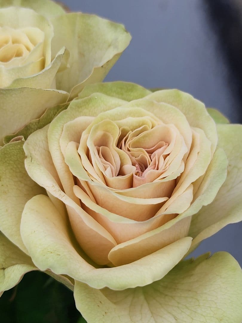 ♡KIRA様♡ご予約　バラ苗