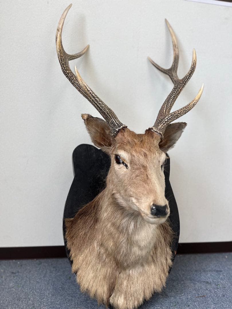 鹿の剥製 壁飾り 剥製本物 リアル