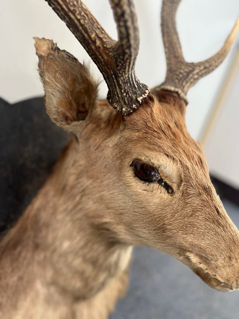 鹿の剥製 壁飾り 剥製本物 リアル