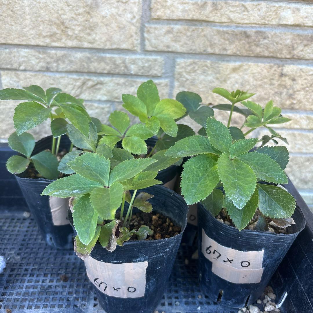 グロッシーカラー⭐︎（小輪カップ咲）×キラメキ⭐︎フルグロス★クリスマスローズ苗