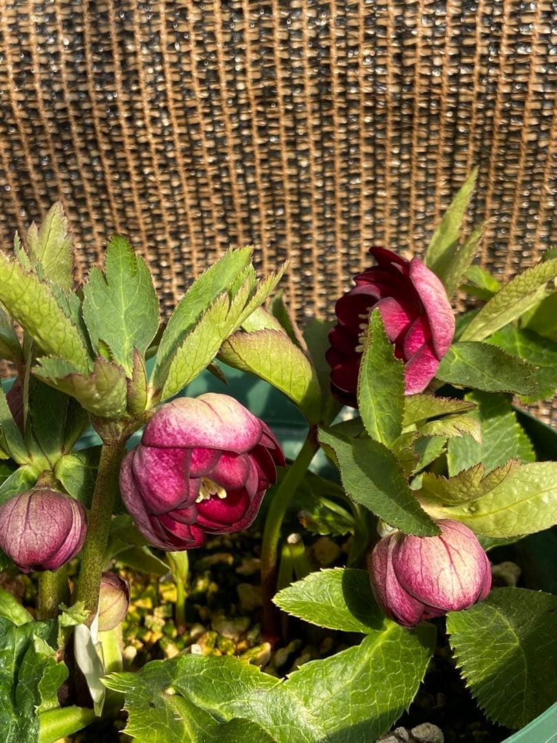 グロッシーカラー⭐︎（小輪カップ咲）×キラメキ⭐︎フルグロス★クリスマスローズ苗