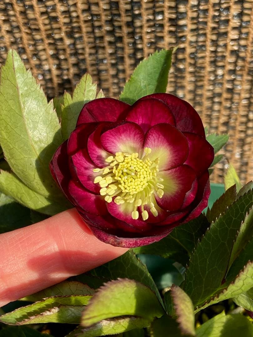 グロッシーカラー⭐︎（小輪カップ咲）×キラメキ⭐︎フルグロス★クリスマスローズ苗