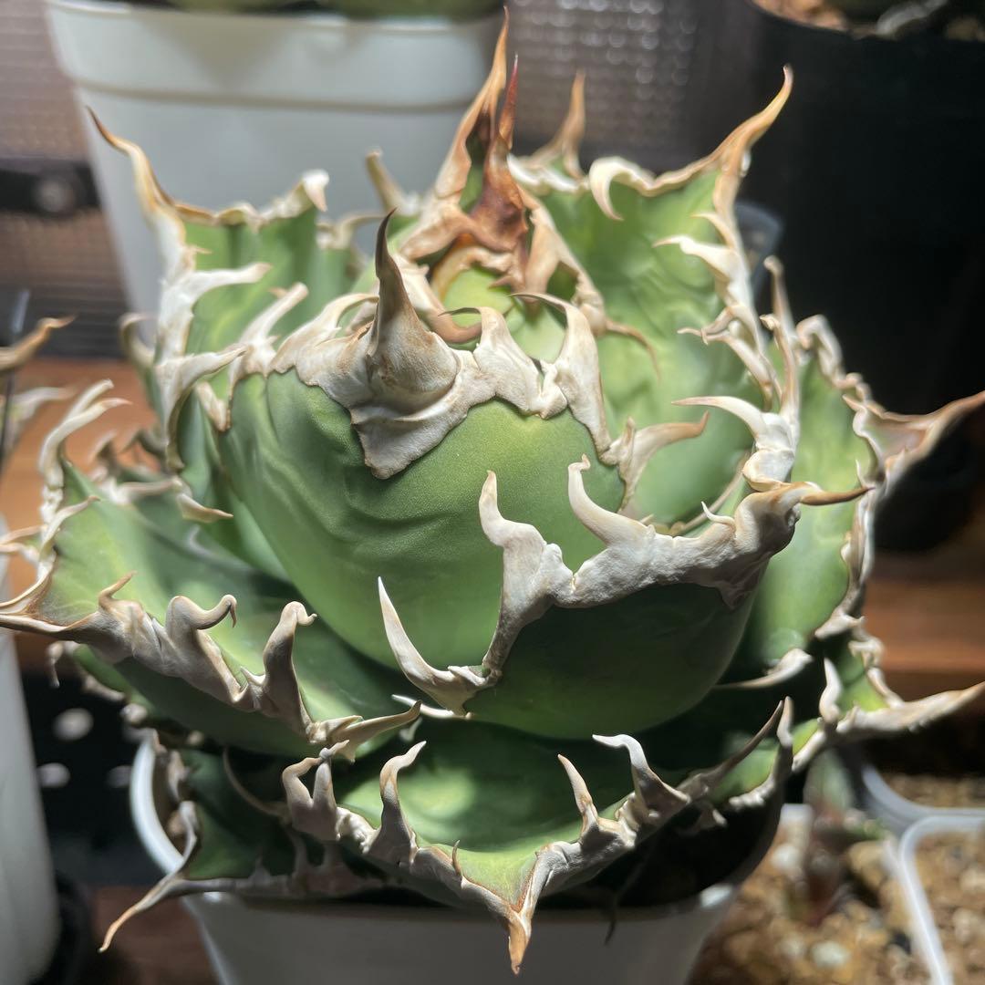 アガベ チタノタ シーザー lize産