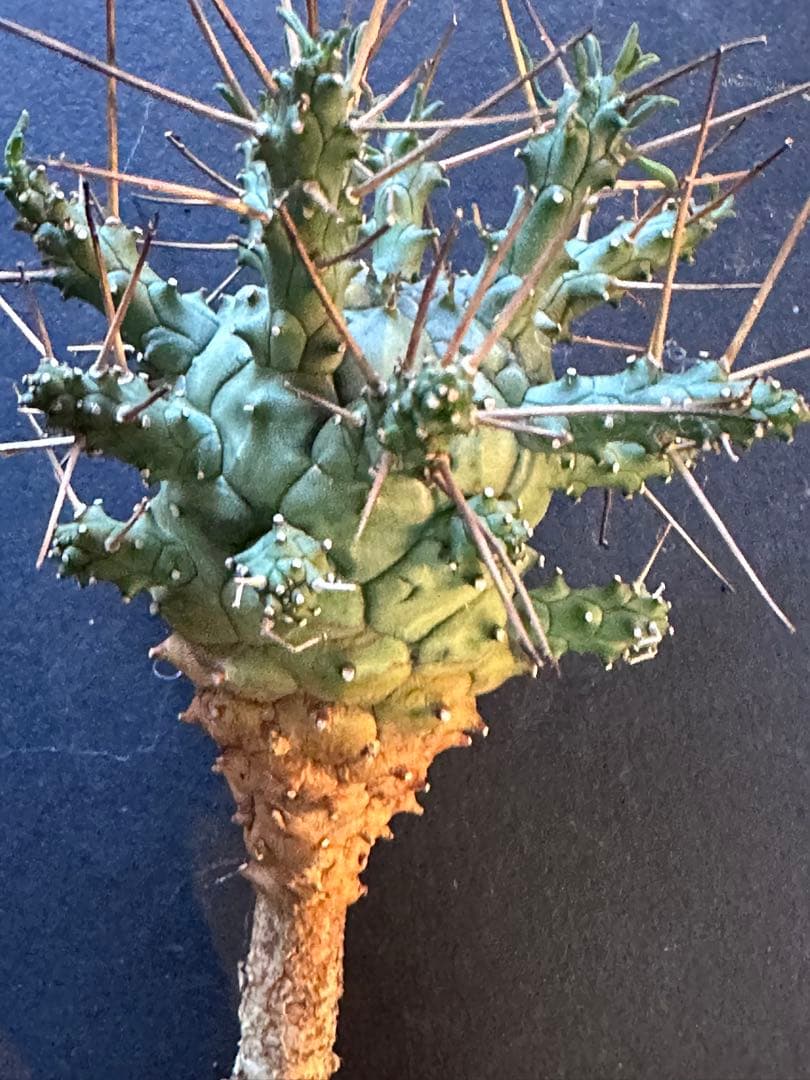 グ*ち様 417 珍奇植物 Euphoria crassipes / 倶利伽羅玉