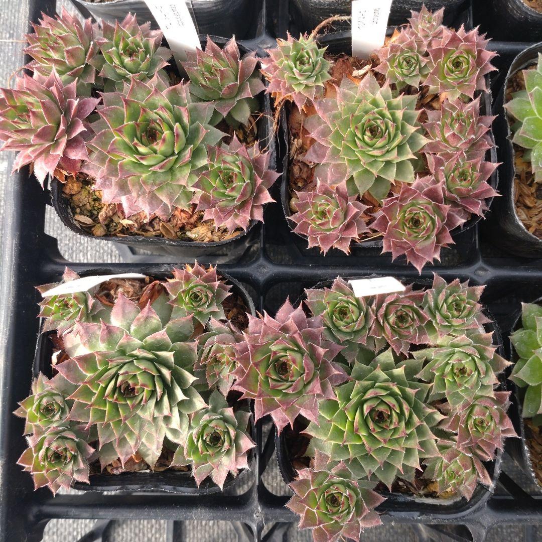 1ポット410円〜 センペルビウム26年1月 その4