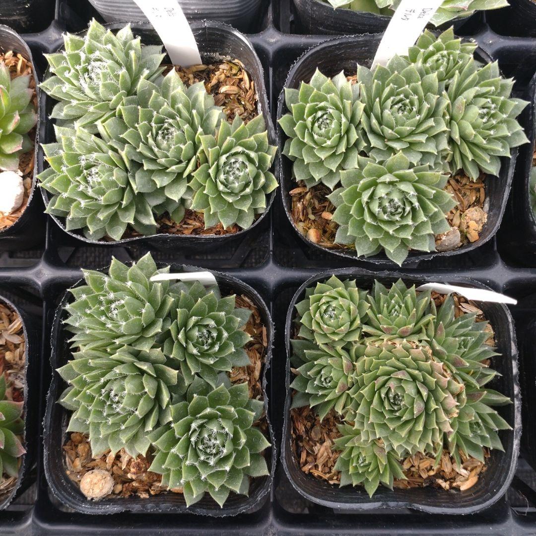 1ポット410円〜 センペルビウム26年1月 その4