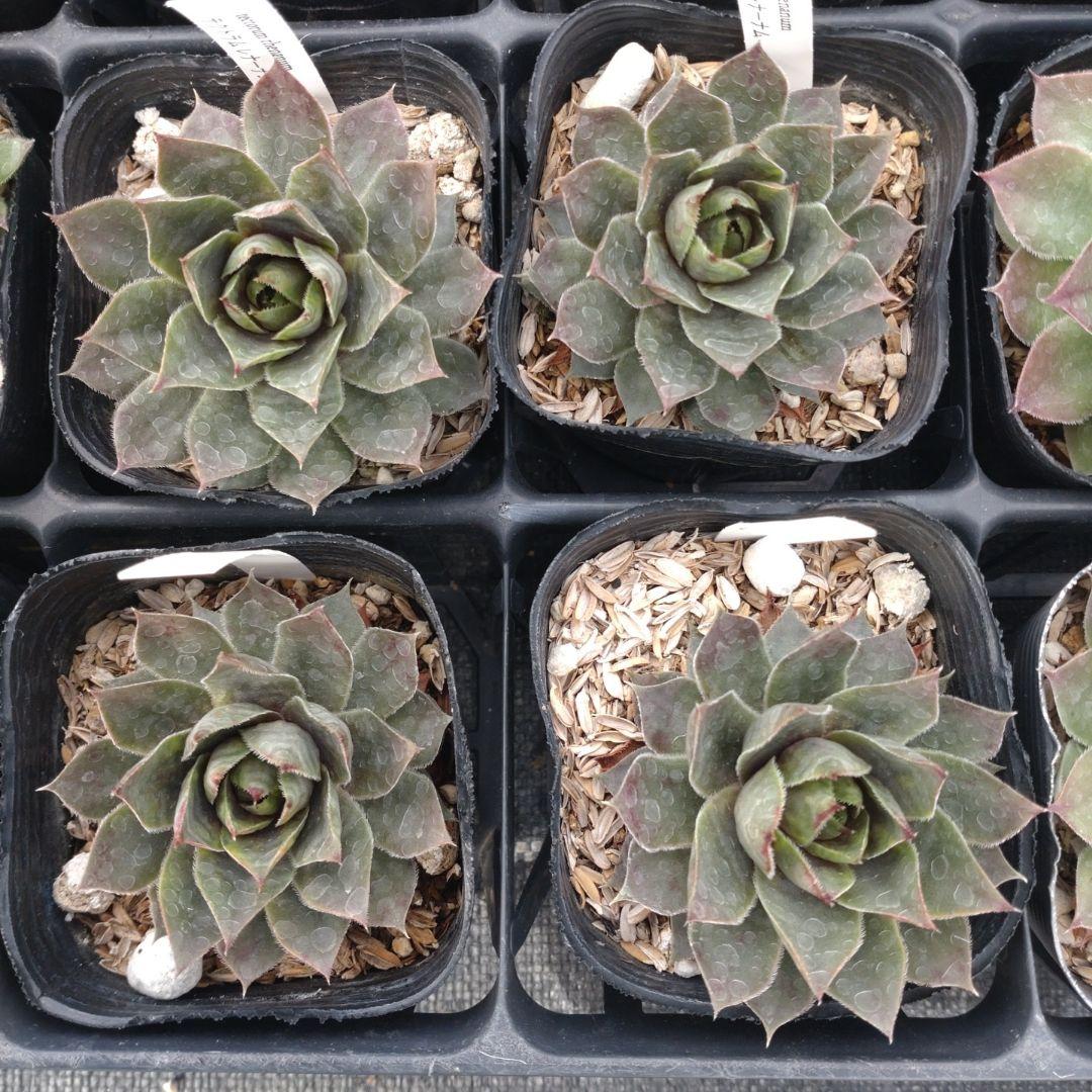 1ポット410円〜 センペルビウム26年1月 その4