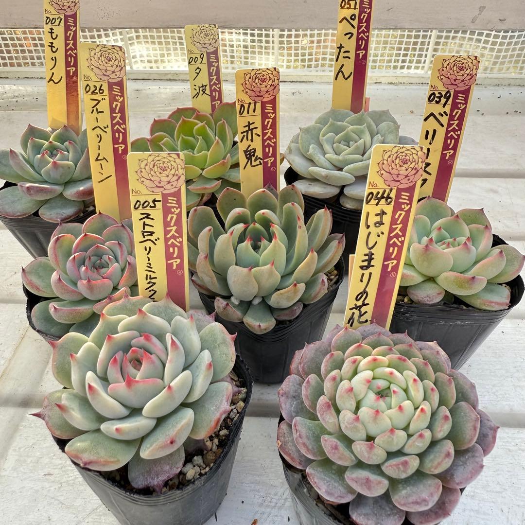 多肉植物 ミックスベリア