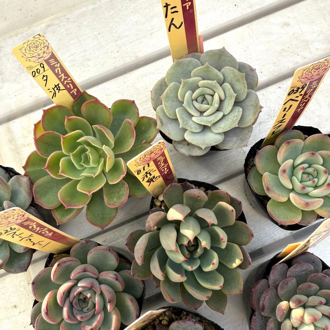 多肉植物 ミックスベリア