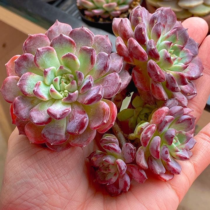 沙羅姫牡丹　大群生株