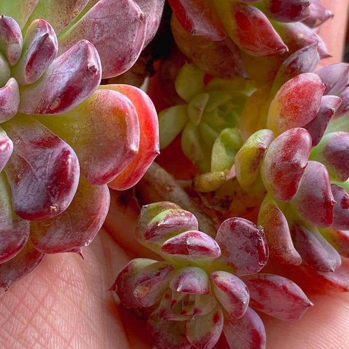 沙羅姫牡丹　大群生株