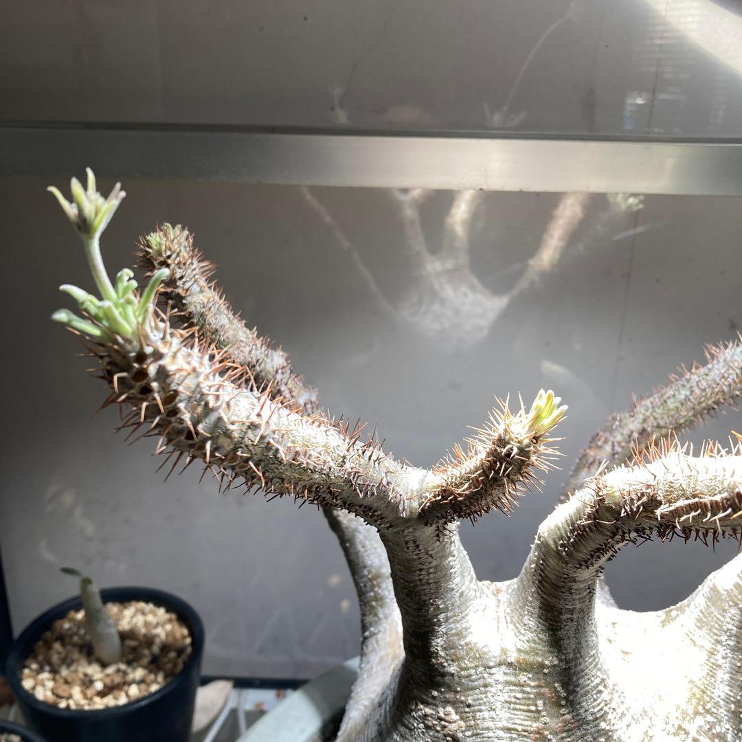 パキポディウム　グラキリス