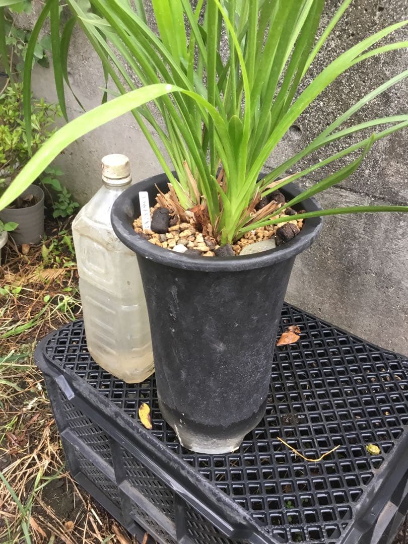 一系九華イッケイキュウカ