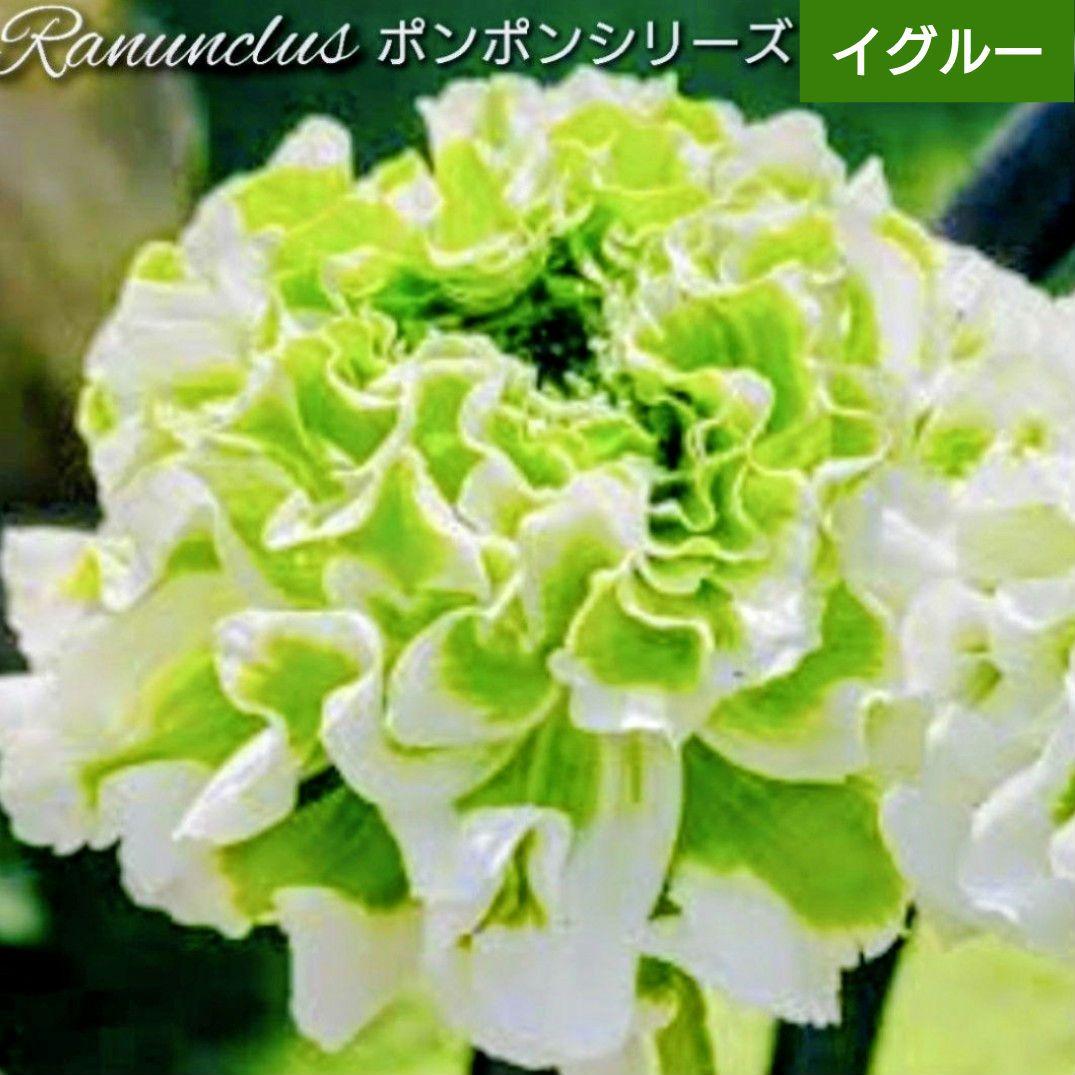 宿根草【正規品】ラナンキュラス　ポンポン『イグルー』５号　大苗【現物品】です♪