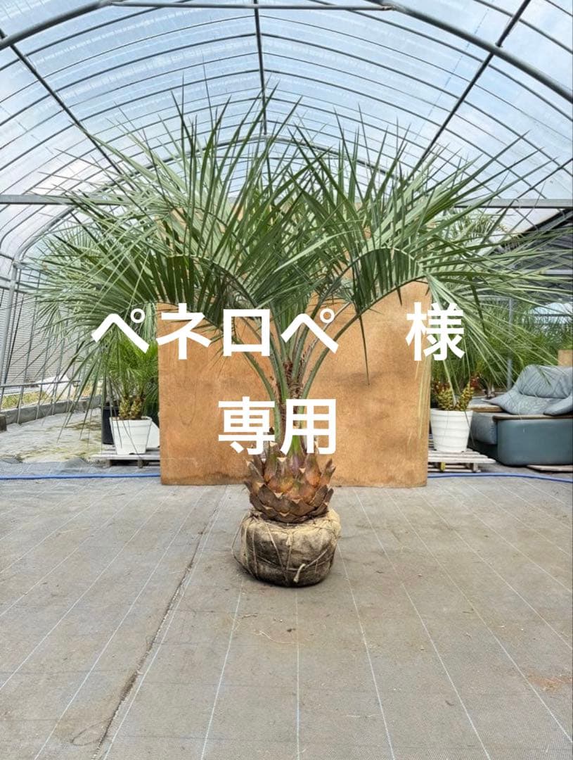 ココスヤシシルバーリーフ【極太】葉先180cm幹回り100cm 幹高40cm