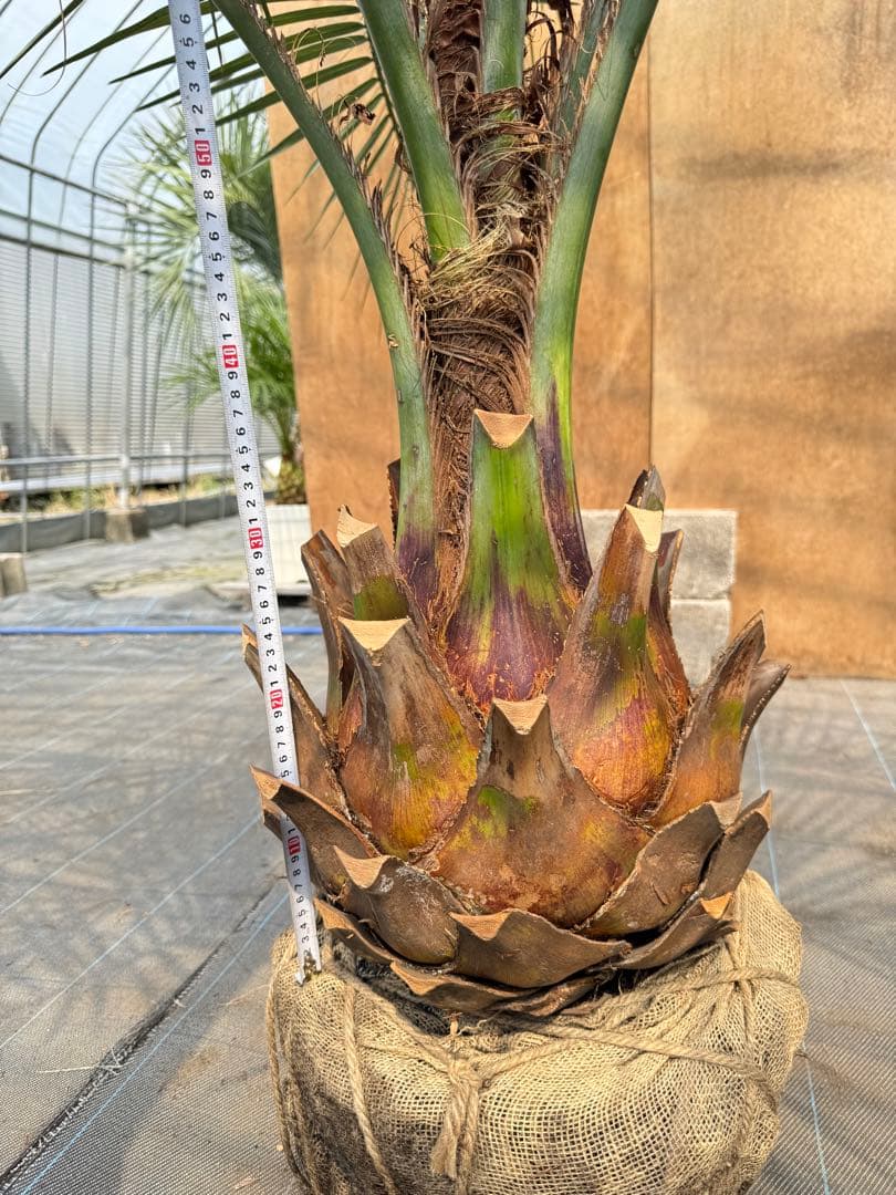 ココスヤシシルバーリーフ【極太】葉先180cm幹回り100cm 幹高40cm