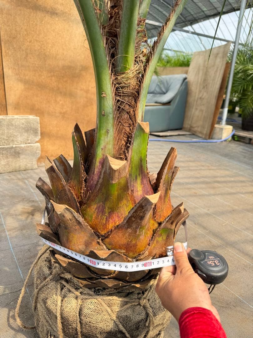 ココスヤシシルバーリーフ【極太】葉先180cm幹回り100cm 幹高40cm