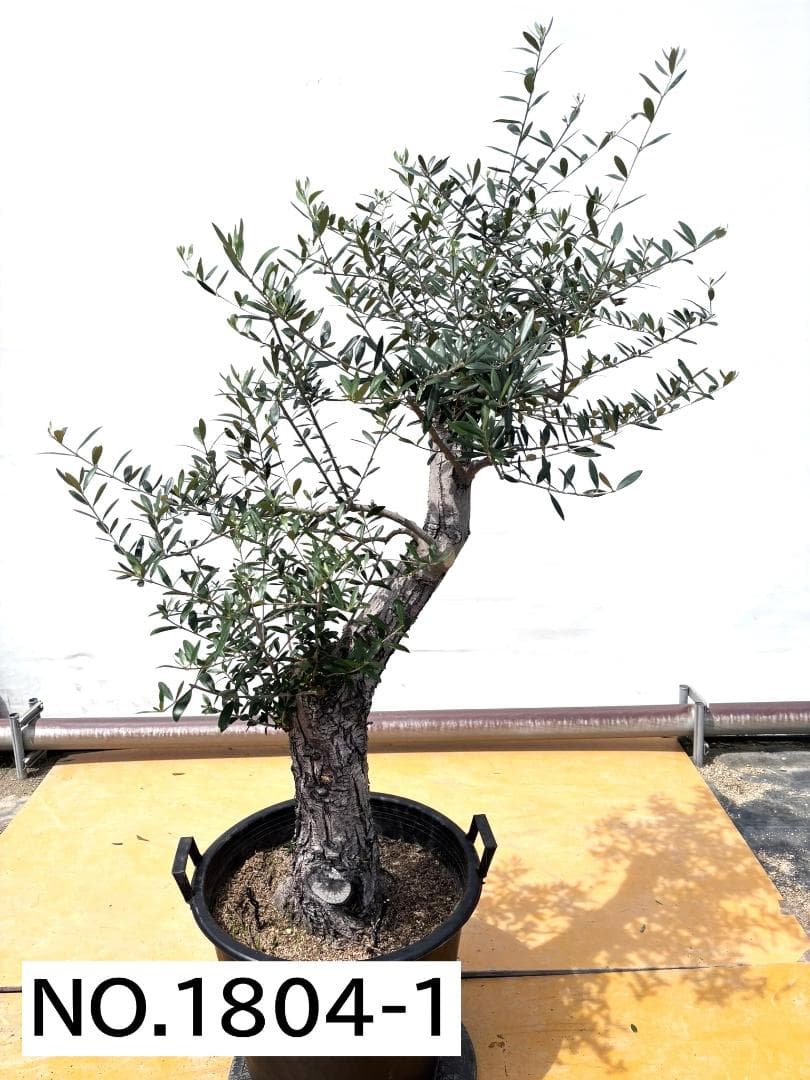 オリーブの木　ネバディロブランコ　15号　約150cm　NO.1804 古木