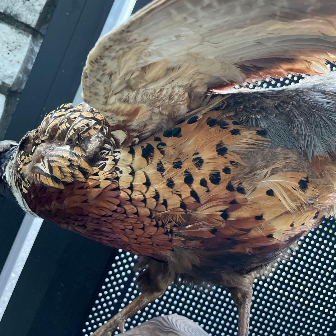 【美品】キジ 剥製