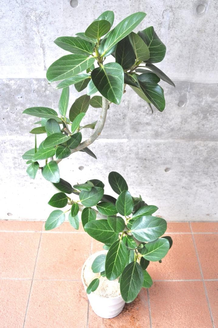 フィカス ベンガレンシス 8号 138cm S-shaped tree form