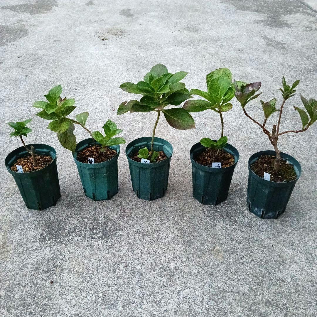 輸入アジサイ 苗 5種セット おまけ付き！①