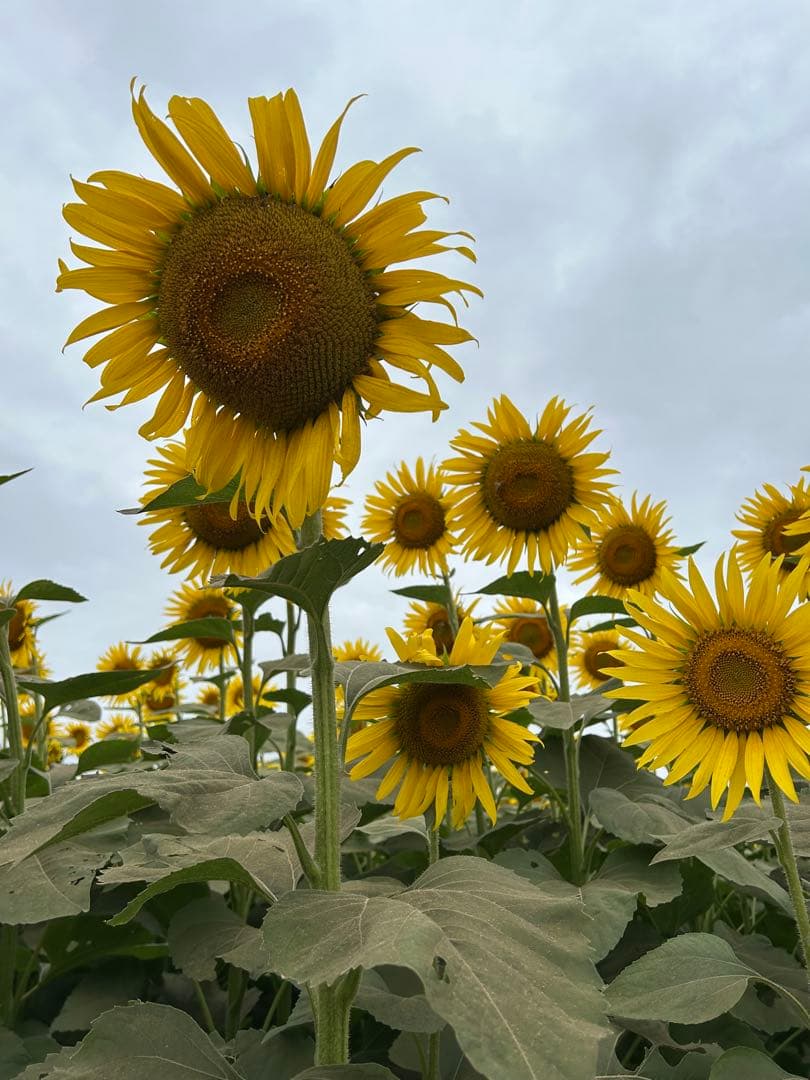 みゆさま専用　椅子一脚
