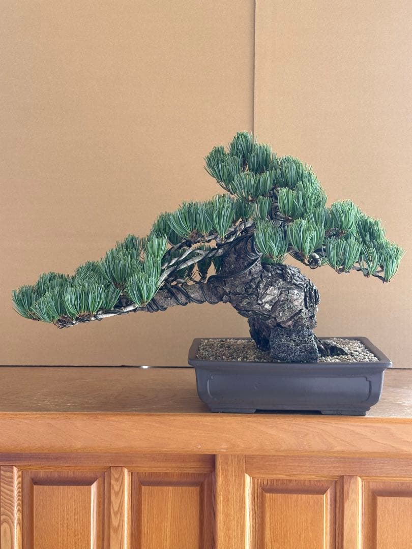 盆栽 銀八房五葉松 極太 貴風サイズ