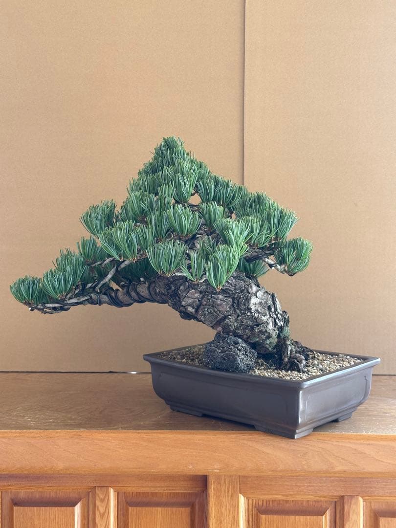 盆栽 銀八房五葉松 極太 貴風サイズ