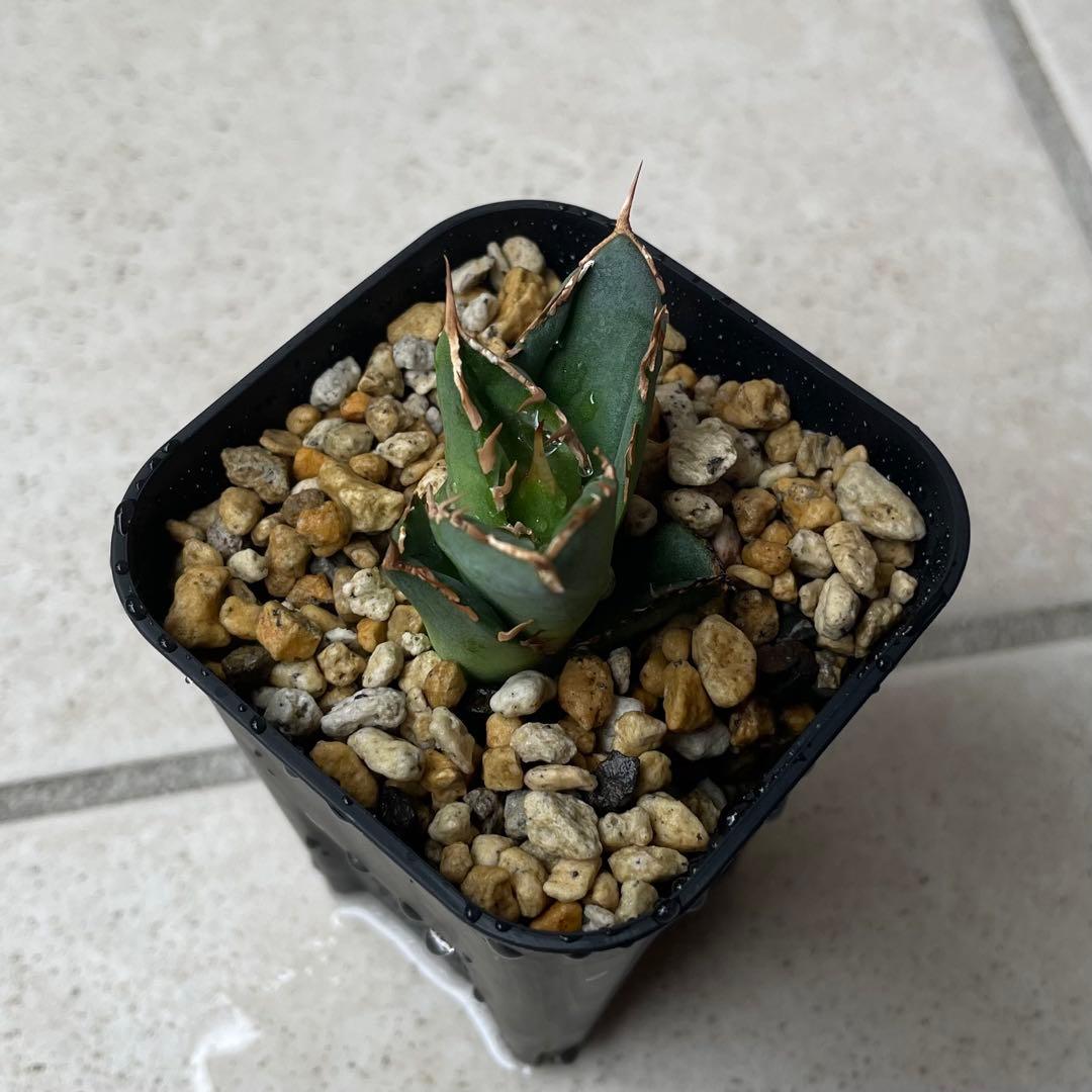 【清櫻】 Lize血統、OC直子、発根済み子株③