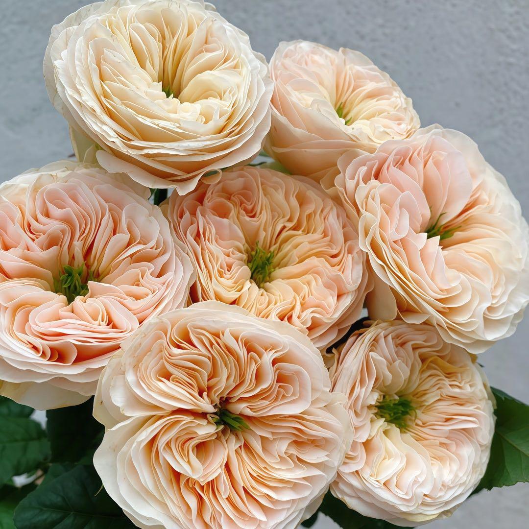 バラ苗　切りバラ苗　 Stanl♡y Abb♡y Rose 苗e