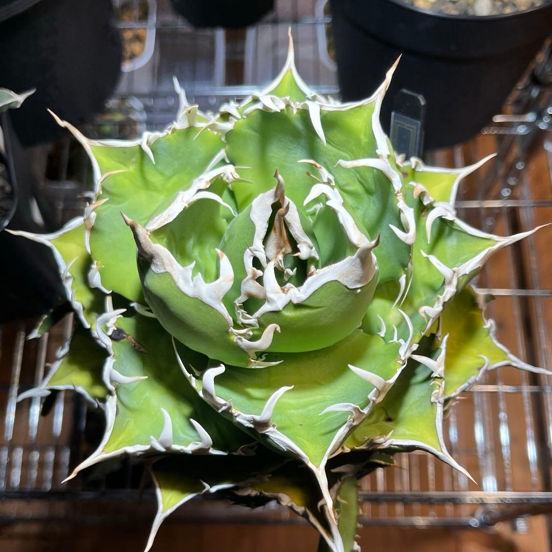 【極上品】 アガベ 金鯨 チタノタ　大株