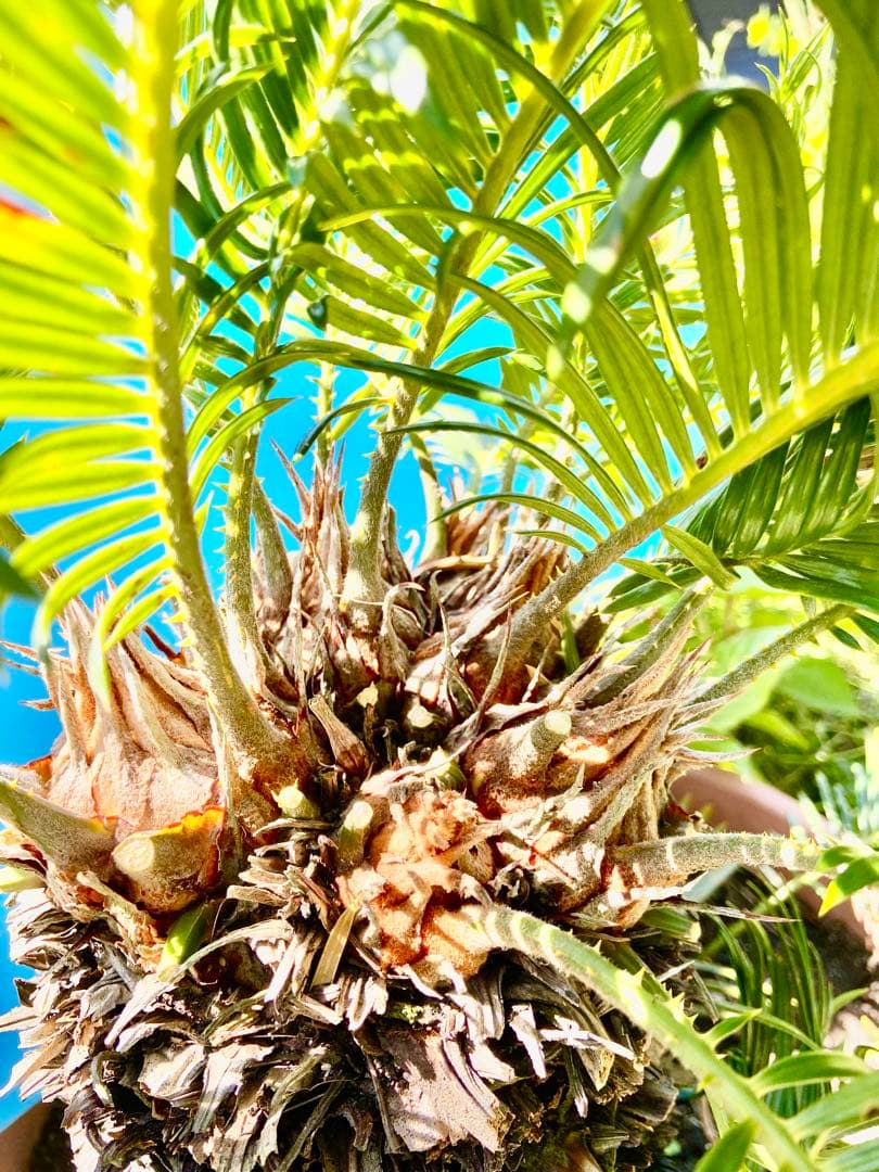 タイムセール4万値下　珍品　奄美多頭ソテツ　一点物　希少