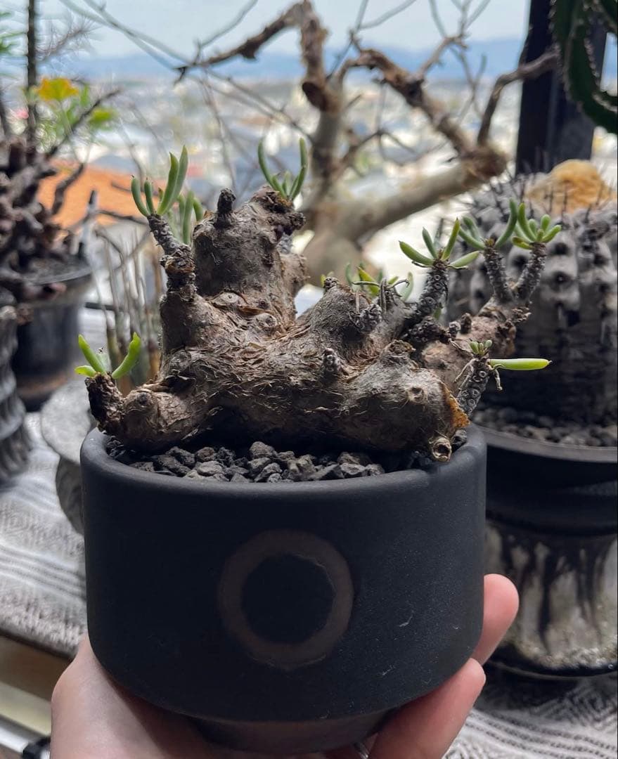 ペラルゴニウム トリステ・チレコドン ペアルソニー 現地球