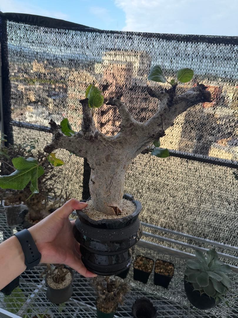 コミフォラ　グイドッティ※鉢は付きません