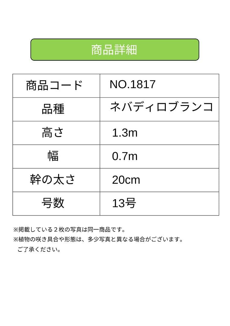オリーブの木　ネバディロブランコ　13号　約130cm　NO.1817 古木