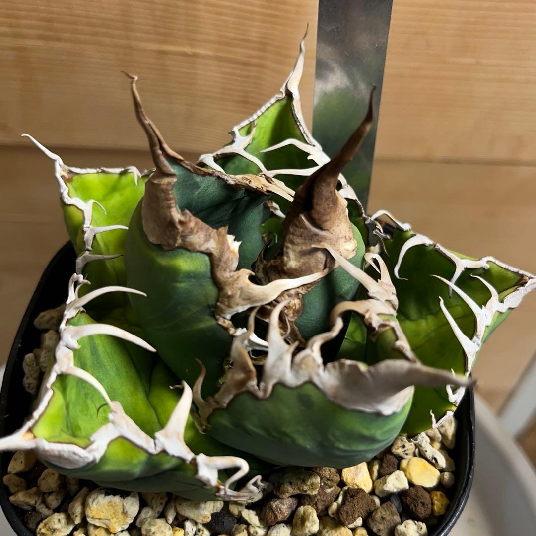 cactus greenスーパーチタノタ子株多数付きタグ付　現品鉢ごと　悪魔くん