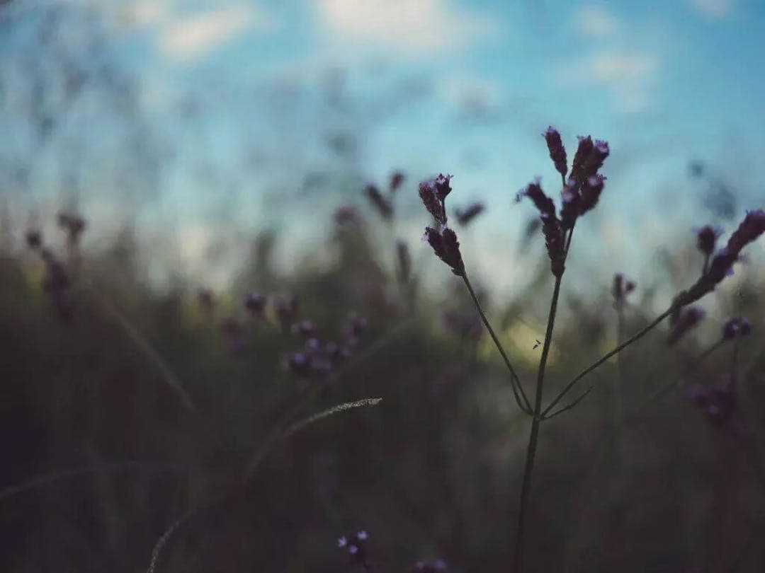 じばにゃんページです☆