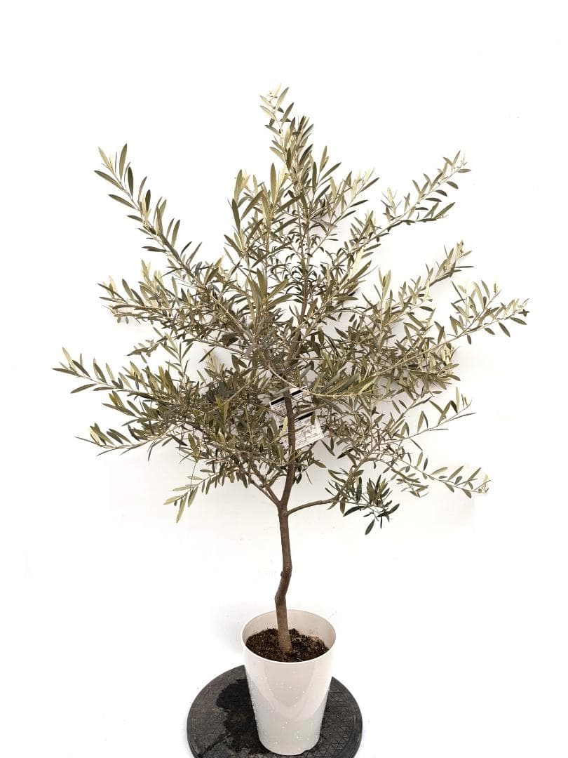 オリーブの木　マウリィーノ　7号　約130cm　K-314　希少品種　現品掲載