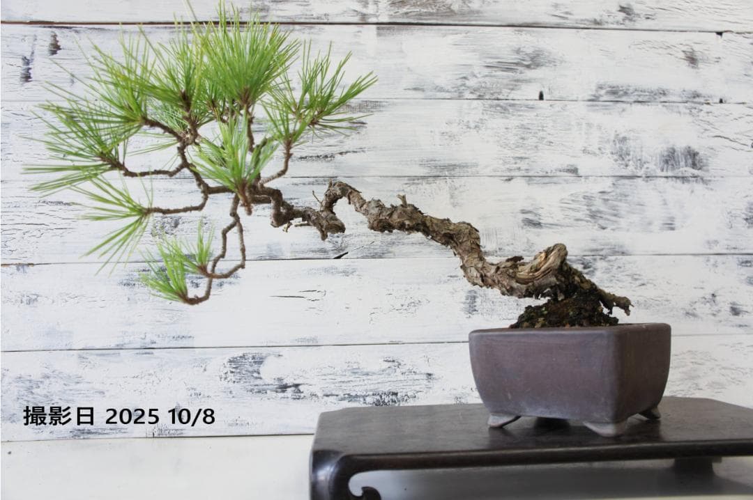 盆栽 『黒松』 インテリア 観葉植物 園芸 ガーデニング 送料無料 b183