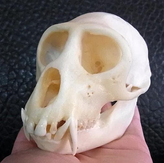 貴重！オオハナジログエイン 頭骨