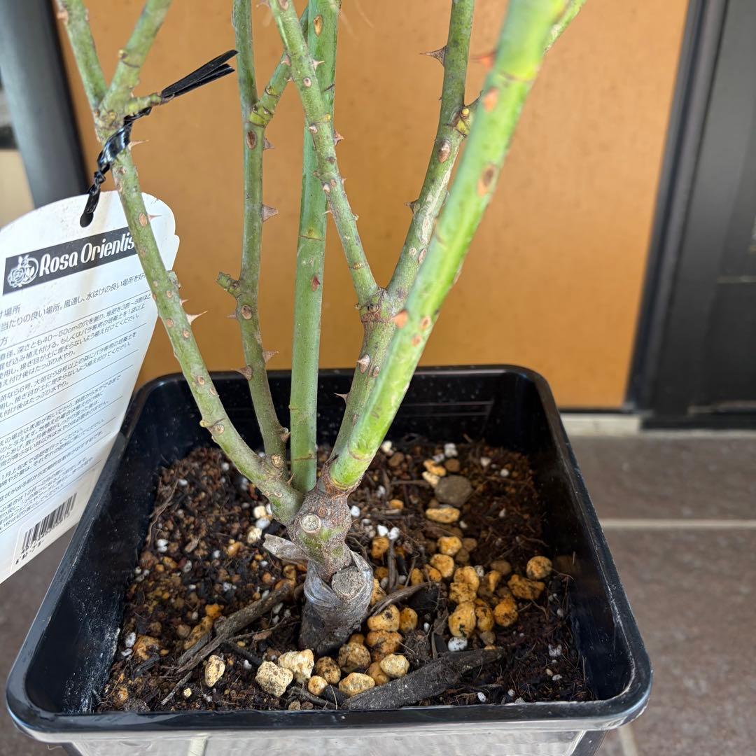 ポルトブルー【正規品】バラ 大苗 今季大苗 ロサオリエンティス　希少苗