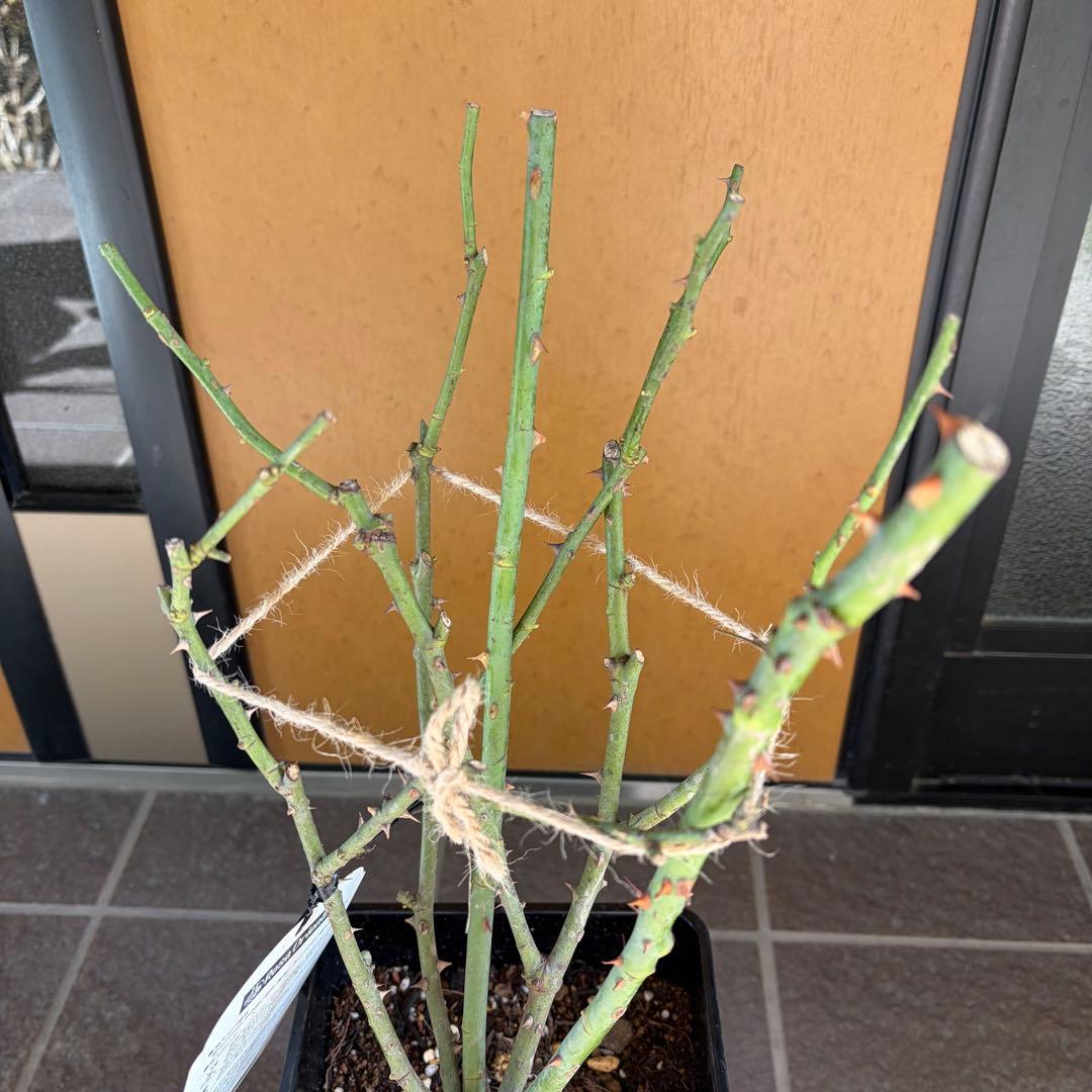 ポルトブルー【正規品】バラ 大苗 今季大苗 ロサオリエンティス　希少苗